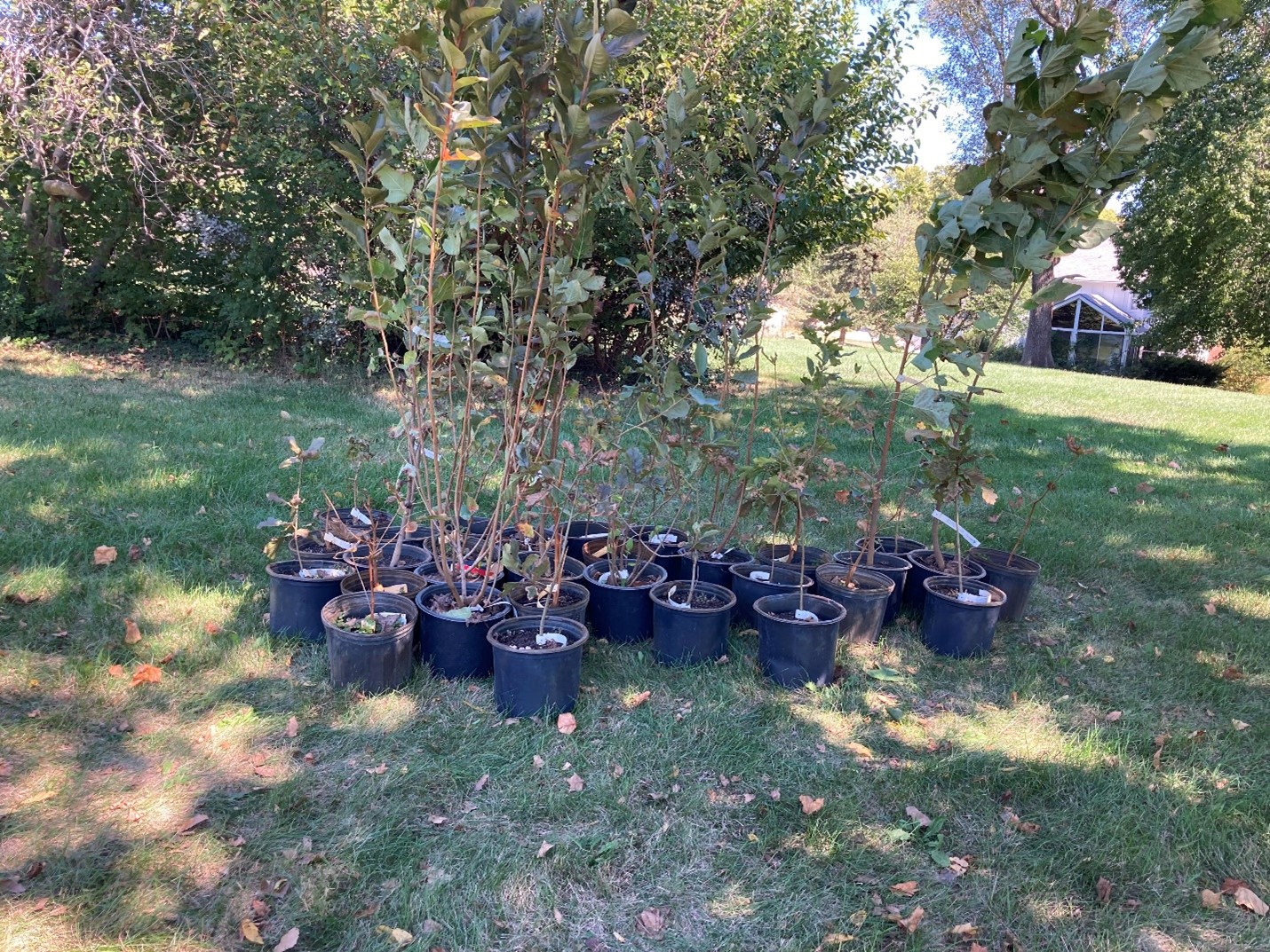 trees ready to be planted